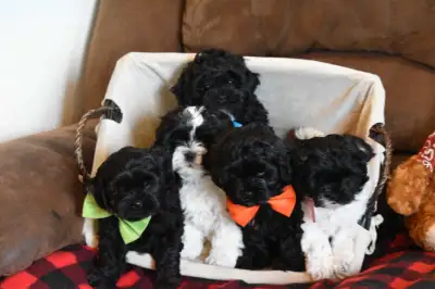 Shih-poo Puppies Ready for their forever homes!, View more