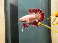 Bettas and other Aquatic Specimens for Sale.