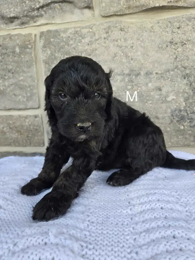goldendoodle in Dogs & Puppies for Rehoming in Stratford - Image 4