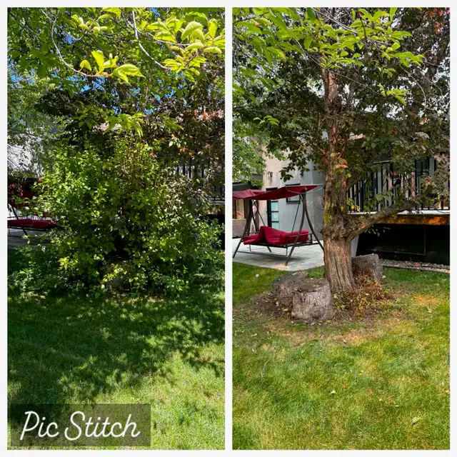 Overgrown Hedges? We Can Help! Expert Hedge Trimming & Pruning