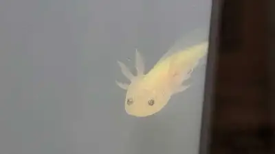 Axolotl Babies, View more