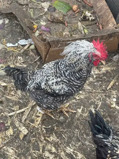 chickens to be butchered, View more