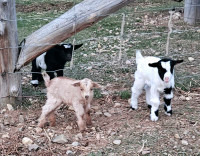 Purebred Fainting Goat Babies 
