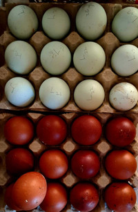 Black copper Maran and cream Legbars eggs