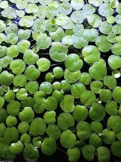 Floating plants with long roots Really good for tank with betta and guppies Checkout my other ads to...
