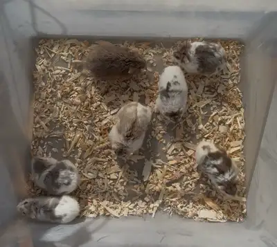 Hamsters for rehoming, View more