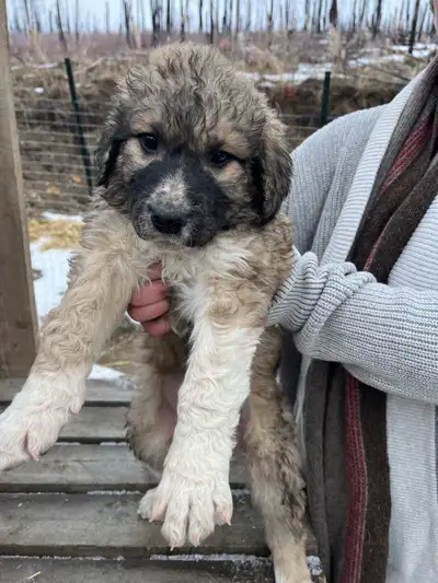 Puppies  Williams Lake, View more