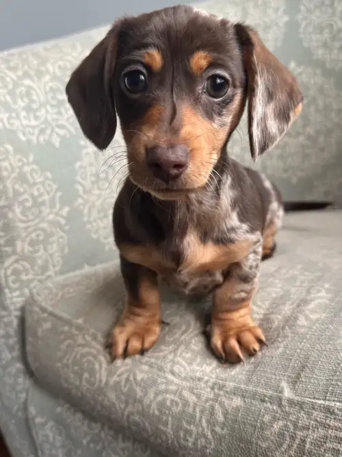 Dapple female dachshund is available for purchase. Female chocolate and tan silver dapple $2200 No h...