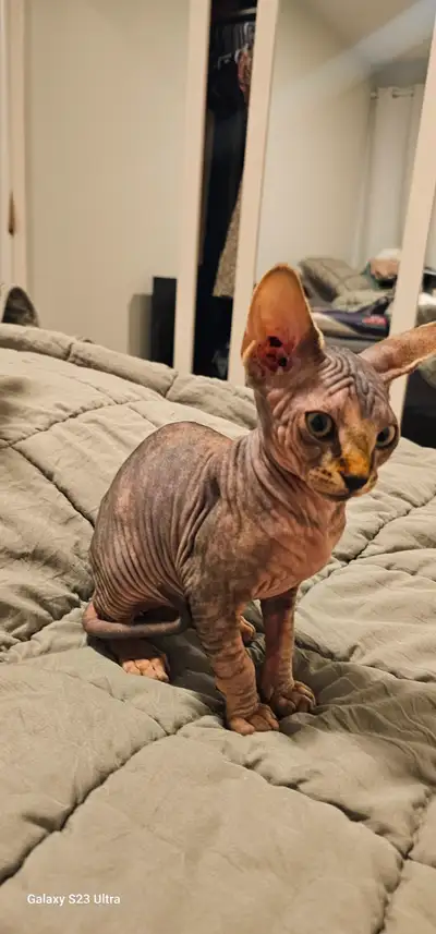 Schatons sphynx, View more