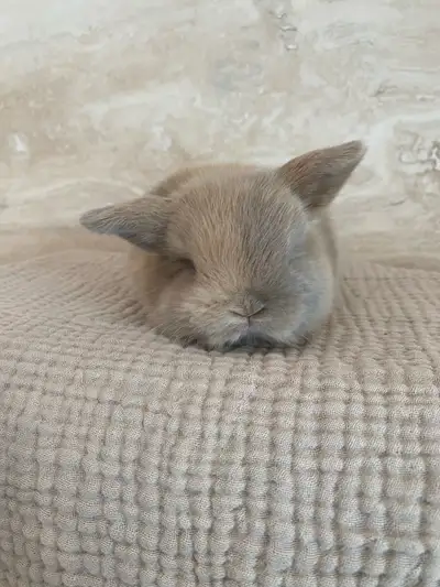 purebred holland lop bunny, View more
