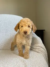 F1B Mini Goldendoodle Puppies. 1 girl is available! 