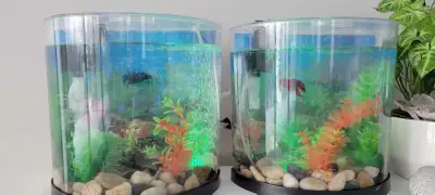2 betta fish