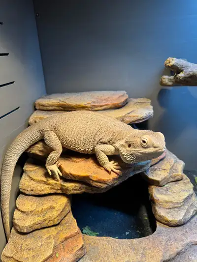 Female Zero Bearded Dragon and enclosure, View more