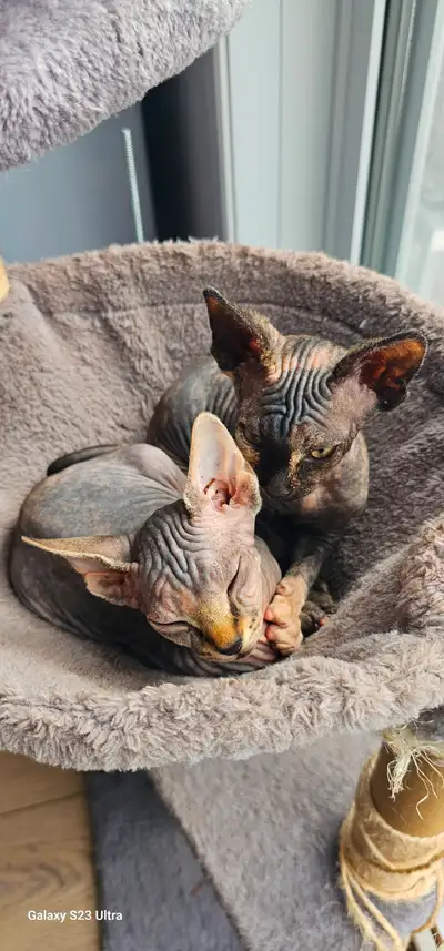 Schatons sphynx, View more