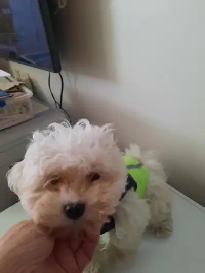 MALTESE / BICHON PUPPIES, View more
