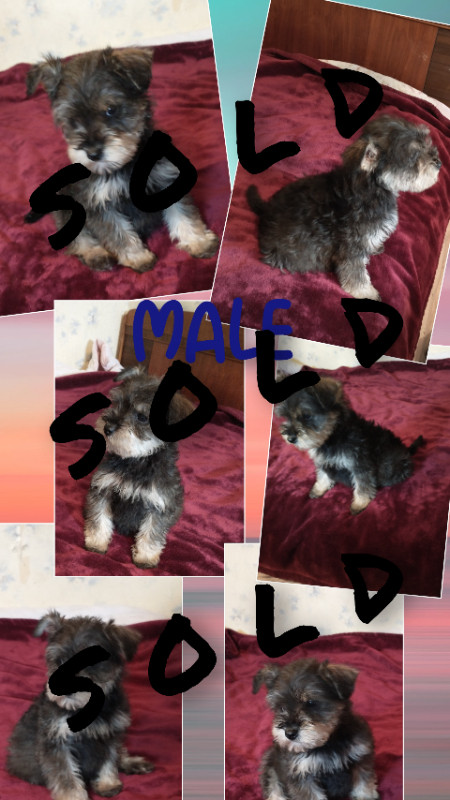 Gorgeous Mini Schnoodle in Dogs & Puppies for Rehoming in Lethbridge - Image 2
