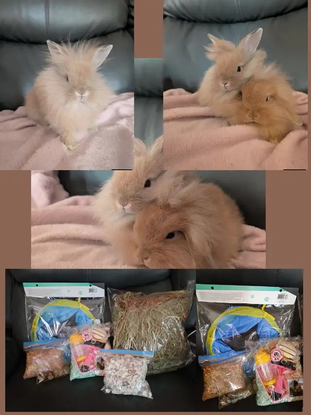 Lapins têtes de lions in Small Animals for Rehoming in Sherbrooke - Image 2