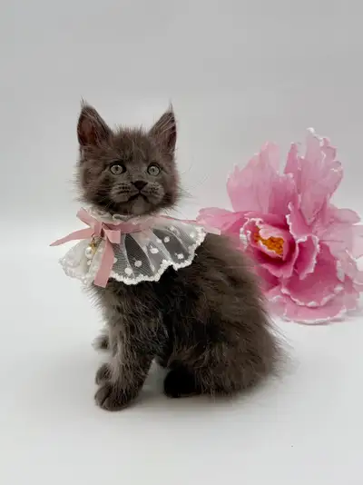 Maine Coon female purebred kitten, View more