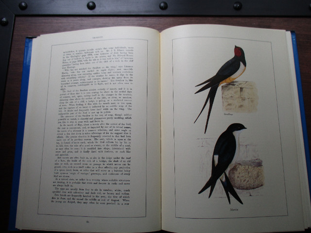Livre « British Birds» dans Autre  à Longueuil/Rive Sud - Image 4