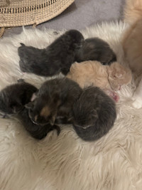 Grey & light ginger  kittens available 