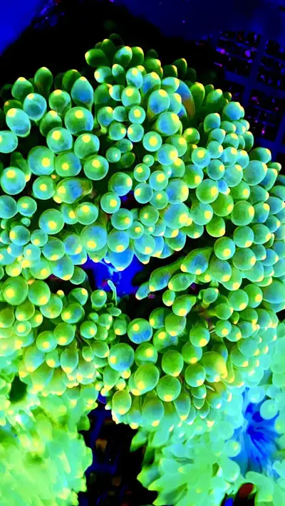 size 4-6” ea Coral frags saltwater reef anemone aquarium