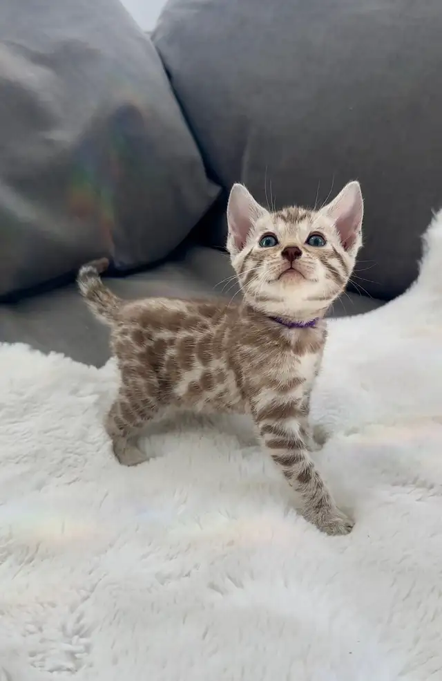 Bengal kitten snow in Cats & Kittens for Rehoming in Calgary - Image 4