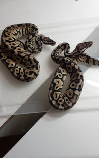 Ball pythons for sale