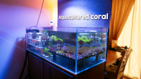 Coraux eau salé / Corals saltwater