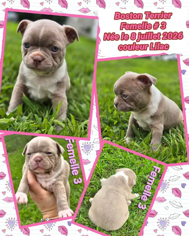 Chiots Boston Terrier in Dogs & Puppies for Rehoming in Drummondville - Image 3