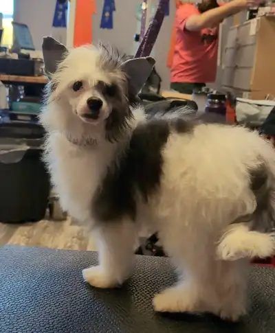 Chinese Crested CKC registered, View more