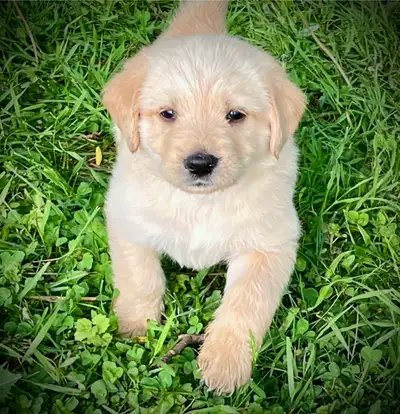 5 week old labradoodle puppies SPCA # 07335 They come vet checked, with first immunization and wormi...