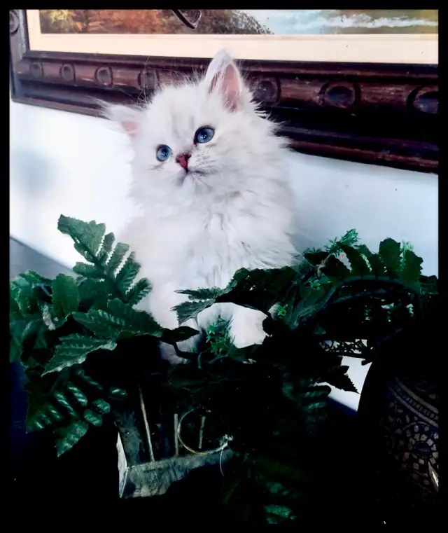 Siberian Neva Masquerade Kittens. Hypoallergenic/Low Allergen