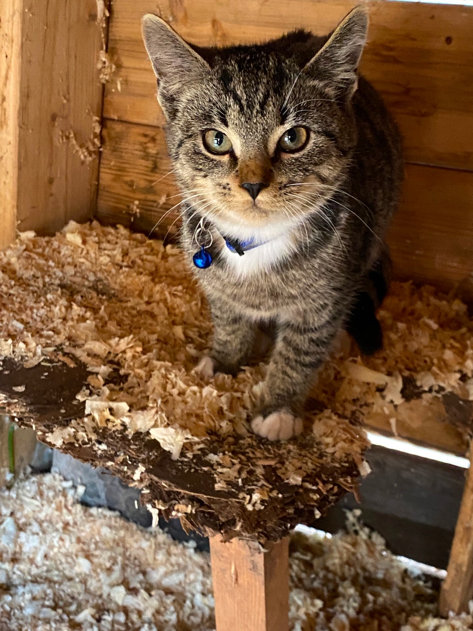 Kitten Cat | Cats & Kittens for Rehoming | Moncton | Free local ...