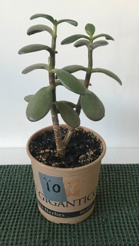 (#10) JADE Plant healthy growth home decor gift giving 23cm x 15