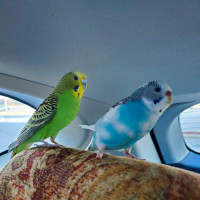 2 Female Budgies + Cage