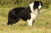Beautiful Border Collie Puppies Ready For New Homes
