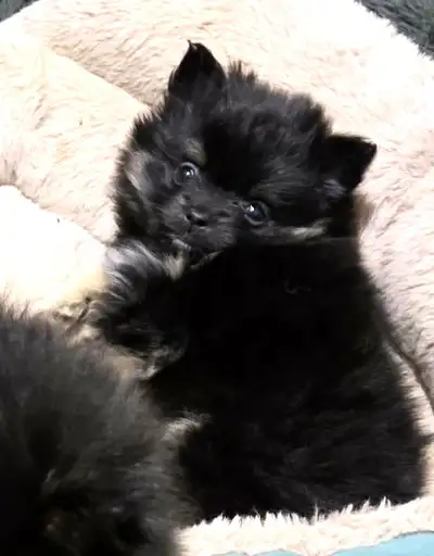 3 Pomeranian pups    READ FULL AD 1 boy sold, View more