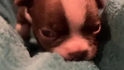 We have one male left. Born March 28 He is quite small and his vision is compromised. He will need s...