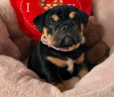⭐️BULLDOG ANGLAIS⭐️, View more