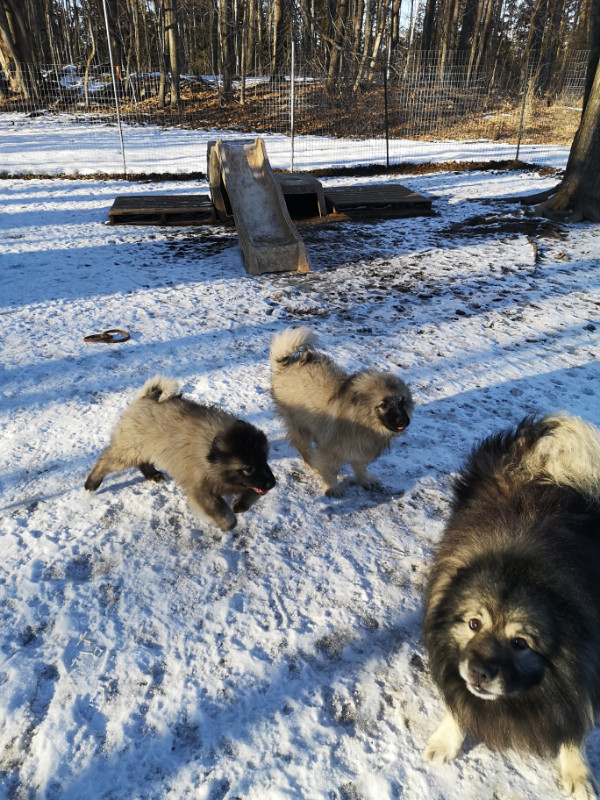 ❤️ VALENTYNE ENTERPRISE ❤️ CHIHUAHUA + BENGAL KEESHOND 500 obo in Dogs & Puppies for Rehoming in Peterborough - Image 4