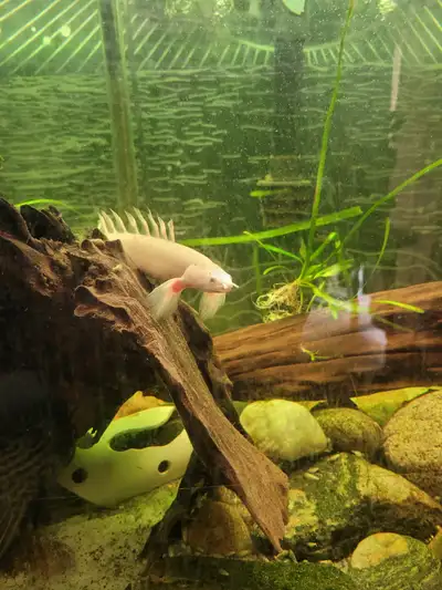 Breeding pair of platinum senegalus bichirs. One is a feather fin platinum bichir.