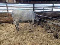 Milking Shorthorn