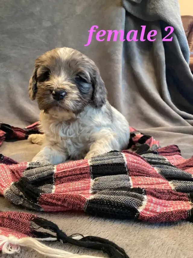 Cockapoo puppies for sale! in Dogs & Puppies for Rehoming in Burns Lake - Image 2