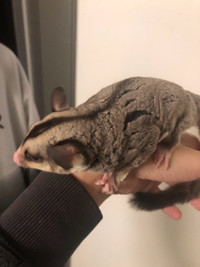 Sugar glider for rehoming