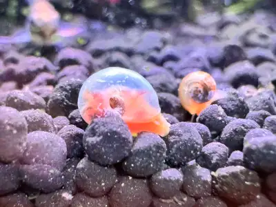Clear Ramshorn Snails, View more