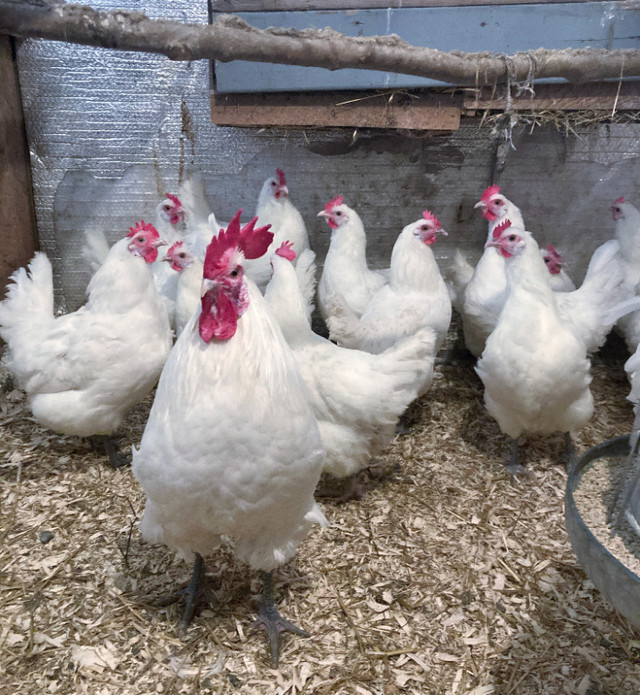 Oeufs fécondés de Bresse Gauloise dans Animaux de ferme  à Ville de Québec - Image 3