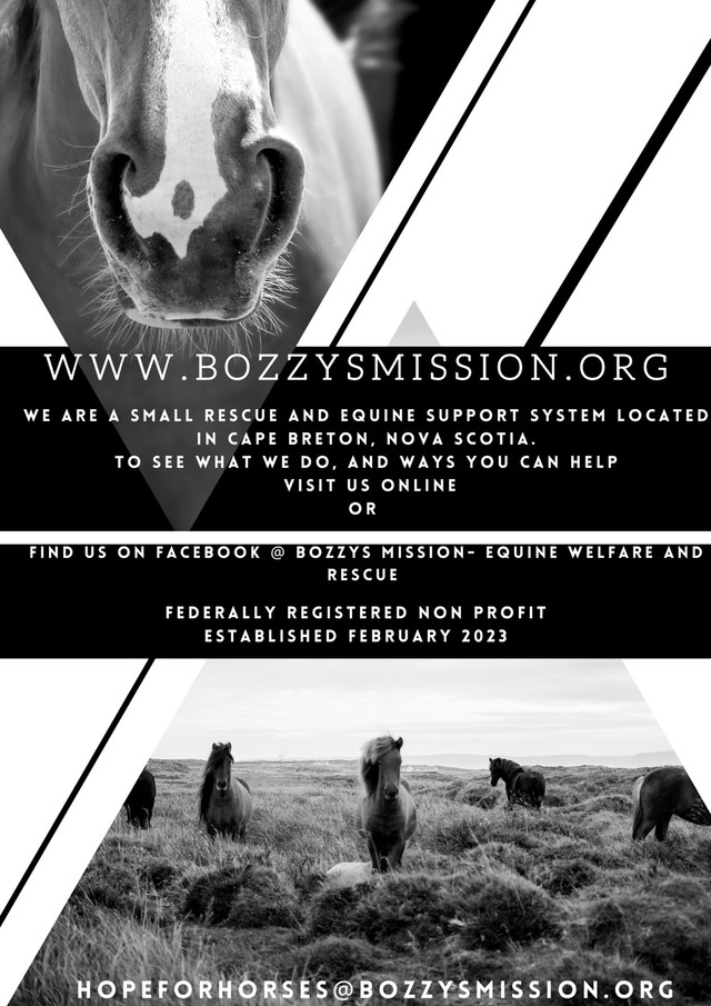 Bozzy’s Mission- Equine Welfare and Rescue in Horses & Ponies for Rehoming in Cape Breton - Image 3