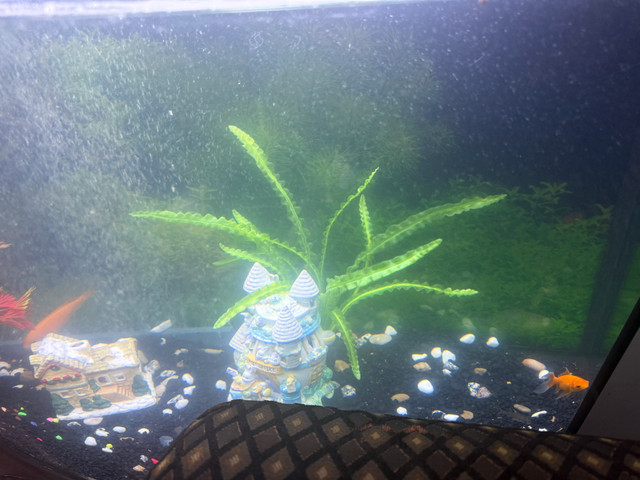 full setup for sale  in Fish for Rehoming in Abbotsford - Image 2