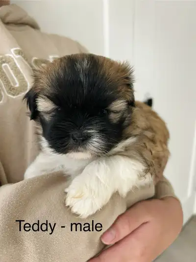 Shihtzu puppies ❤️READY FOR NEW HOME, View more