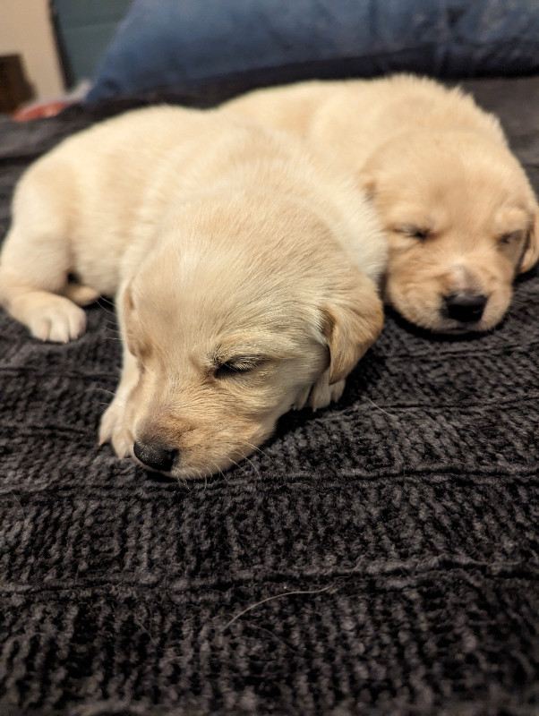 Female golden retriever puppies in Dogs & Puppies for Rehoming in Vernon